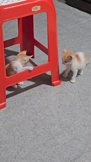 130K views · 2.9K reactions | Funny kittens #kitty #cat #neko #kitten #catlover #kittens #reels #catlover #cat #neko #kitten #catlover #kittens #reels #catlover #orangecat #fyp | Lovely cat | Facebook