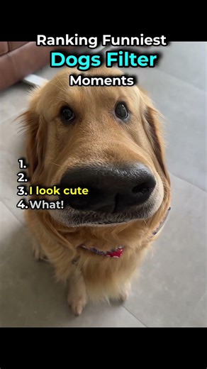 Ranking Funniest Dogs Filter Moments 🤣 | #ranking #funniest #dogs #cute #usa #moments