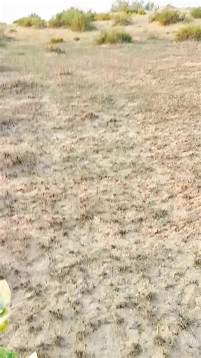 In the heart of Cholistan, where golden dunes meet a touch of green, life whispers through the silence. 🌾 Sometimes, even the desert blooms... 😘 #Cholistan #NatureLovers #IncrediblePakistan #GoldenSands #NaturePhotography #BeautifulDestinations #desert | Raheem Bakhsh