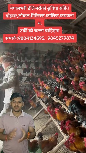 Local Chicken Farming in Kathmandu, Nepal