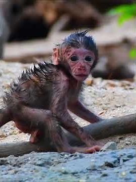 Cutest moment, baby is trying to walk well #babymonkeys #babymonkey #animals