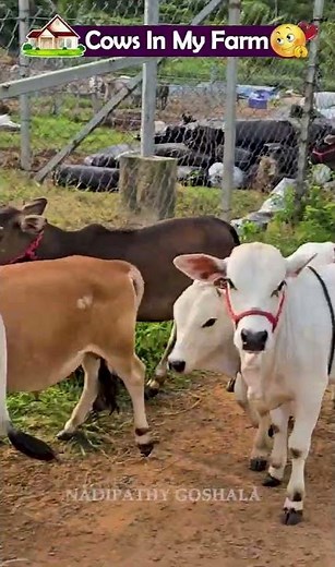 Cutest india cows ever 🐄💖 #nadipathygoshala #shorts #viral #hindi #omg #yt #cute #village #farm
