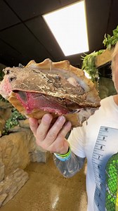 What a Cool Turtle 🐢 😮👀 #animal #turtle #reptile #cute #wildlife #nature | The Reptarium