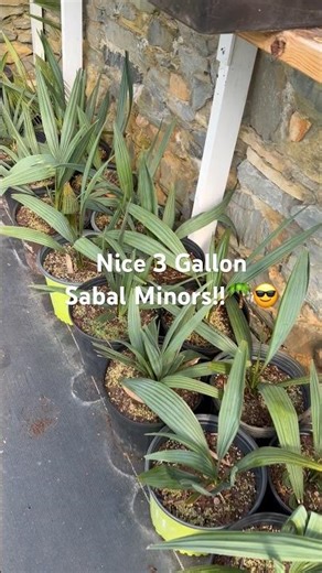 Big Sabal Minor 3 Gallons 🌴 Cold Hardy Palms For Sale