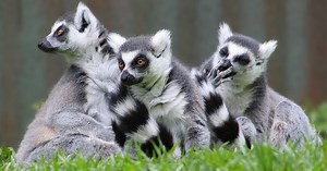 En seulement 15 ans, la population de lémuriens a baissé de 95 % à Madagascar