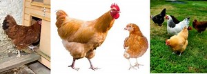 How to Safely Combine Two Flocks of Chickens-7 Simple Tips