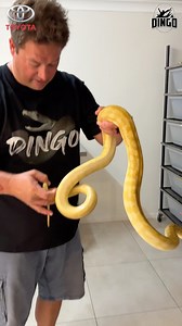 17K views · 505 reactions | Python Bites Me In Australia! Check out Waynes incredible collection at https://www.facebook.com/profile.php?id=100072056024342 | Dingo | Facebook