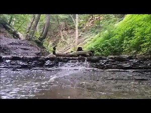 🌿 Beautiful running creek / stream, relaxing water sounds through a forest🌎