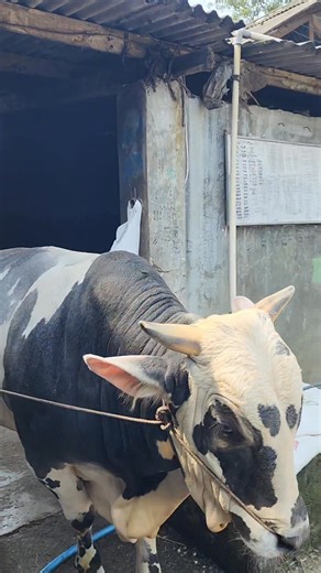 182K views · 1.3K reactions | Sapi oreo ✨️ #sapi #cow #bull #peternak #peternakansapi | Mulya Abadi Farm | Facebook