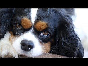 Comparing the Cocker Spaniel and Cockapoo A Size and Coat Comparison