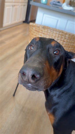 Titan pops up out of nowhere making demands 🤣 #doberman #dog #dogs #dogshorts #doglove #dogvideos