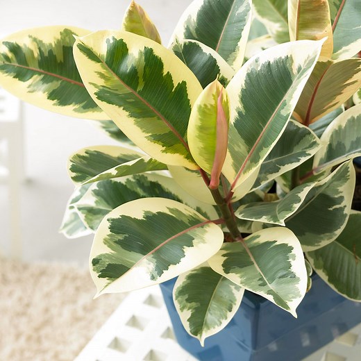 Here's Why Your Rubber Plant Leaves Are Falling Off, And How to Fix It