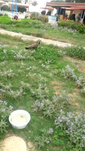 Vidéos de Hamada (@uww071) avec son original - Hamada