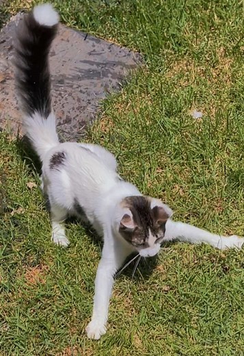 Playful Cat Chasing Water Stream in Garden