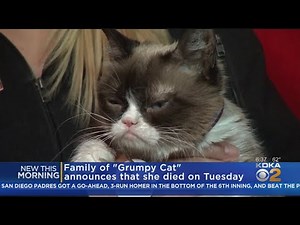 Social Media Star Grumpy Cat Dies