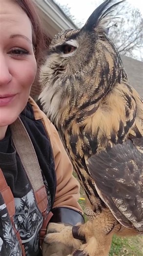 Funny Owl Moments That Will Make You Laugh