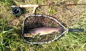 Best Rainbow Trout Flies for All Seasons | Match the Hatch