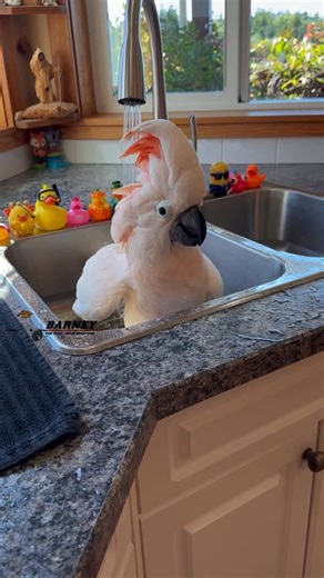 Barney the West Coast Cockatoo on Instagram: "Bath time! 💖💖🐥 #barneythewestcoastcockatoo #bath #time"