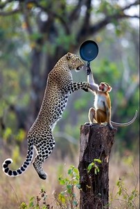 Tiger Tarket monkey Fight Impossible