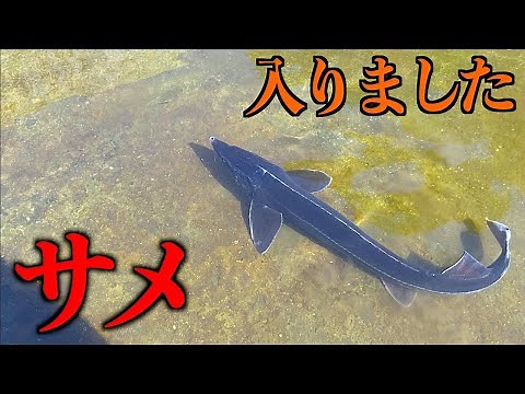 [Mountain Revival #114] What happens when you put freshwater sharks in a mountain pond?