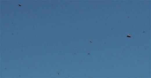 The Bees Are Disappearing Again