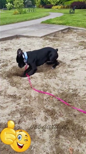 Watch This Playful Cane Corso Dig with Pure Excitement!