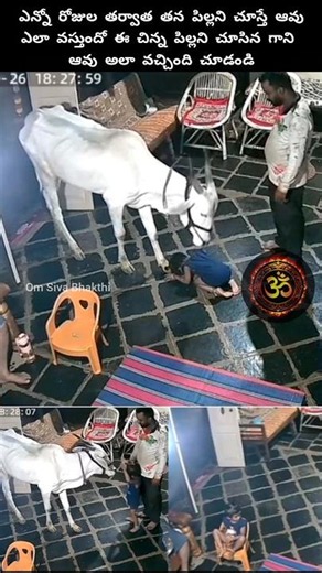చిన్నపిల్ల దగ్గరికి ఆవు ఎలా వచ్చిందో చూడండి #cow #god #devotional #shiva #om #hindudeity #krishna