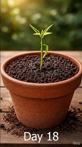 Mango Growing Timelapse | From Seed to Ripe Mango in 200 Days 🥭 Nature Timelapse #viral #garden