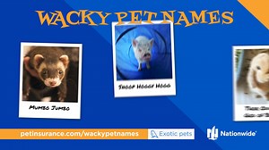 It’s time to vote for your favorite Wacky Pet Names of 2024! Check out our list of unique dog, cat, and exotic pet names and help us crown the most unusual pet names of the year. | Nationwide Pet