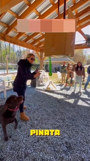 Birthday Dog Breaks Piñata But What Comes Out Is Crazy! 🎉🐶