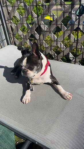 12K views · 1.2K reactions | Oh how I love Spring and the ☀️ #dogreels #bostonterrier #bostonterriers #springtime | Lenny The Boston | Facebook