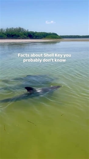 1. Shell Key Preserve is a 1,828-acre protected area in St. Petersburg, Fl 2. Known for its undeveloped barrier island, only accessible by boat 3. Is a critical habitat for nesting shorebirds 4. Has expansive seagrass beds serving as crucial habitat and food source for animals like manatees and bonnethead sharks 5. Is often frequented by bottlenose dolphins 🐬 📍 Get Up and Go Kayaking- Shell Key Preserve #florida #shellkey #thingstodointampabay #thingstodostpete #visitflorida