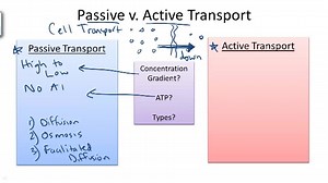 Passive v. Active Transport - Overview ( Video ) | Biology