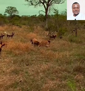 31 reactions | Hyenas vs wild dogs  #fblifestyle | Ide Page | Facebook