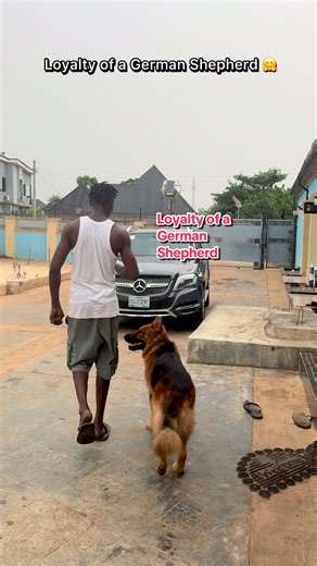 Loyalty of German Shepherds: Why They're the Best Dogs