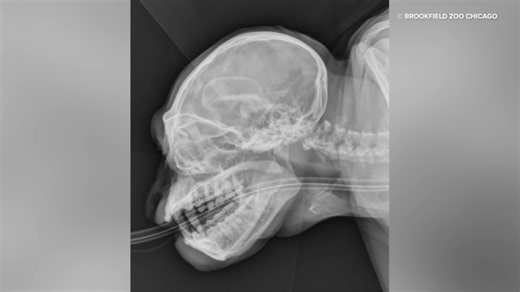 New photos show spooky X-rays of animals at Brookfield Zoo Chicago