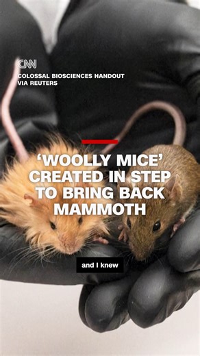 Scientists created a ‘woolly mouse’ with mammoth traits. Could it be a step toward bringing back the extinct giant? https://cnn.it/4icZNFt | CNN International