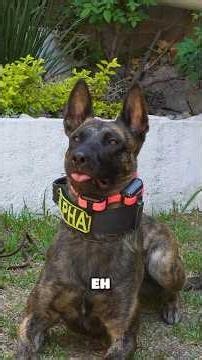 The difference between the Dutch Shepherd and the Belgian Malinois 🇳🇱🆚🇧🇪