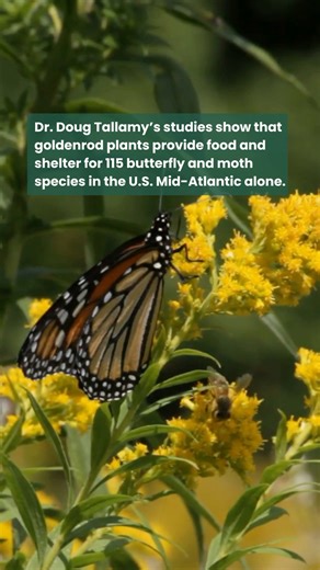 6.5K views · 110 reactions | GOING FOR THE GOLD: Goldenrod is a...