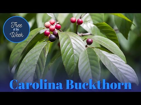 Tree of the Week: Carolina Buckthorn