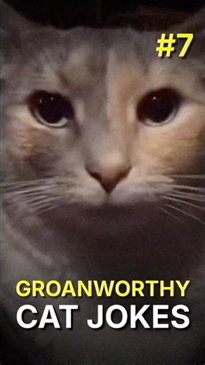 You'll Hate These Cat Jokes 🥲 #catcomedy #funnycats #shorts