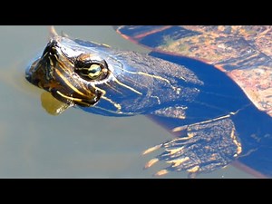 Turtle swimming in lake water | Northern red-bellied cooter