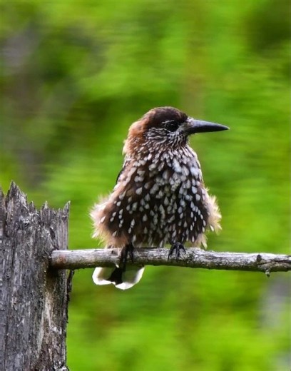 This Eurasian Nutcracker Knows How to Pose! 📸🐦 #shorts