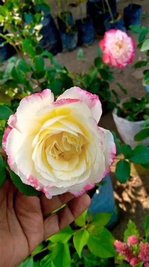 Many colours of rose #Rose#garden