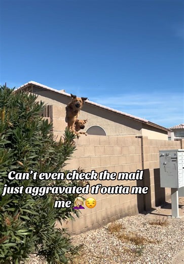 Why Dogs Make the Best Mail Guarding Companions