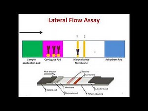 Lateral Flow Assay