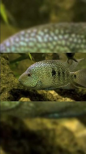🐠 Beautiful Colorful Fish in the Ocean | Relaxing Underwater World 4K | Stunning Marine Life