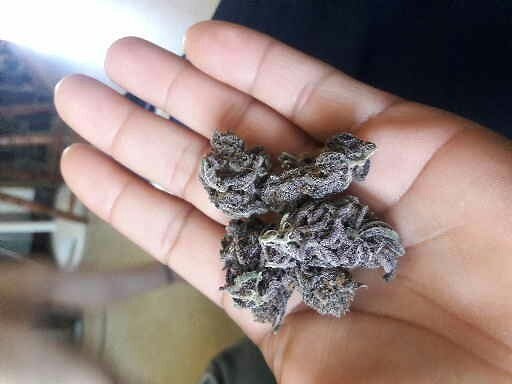 The Black | Marijuana Strain Reviews