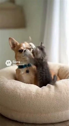 The baby kitten disturbing the Chihuahua’s sweet sleep #cat #chihuahua