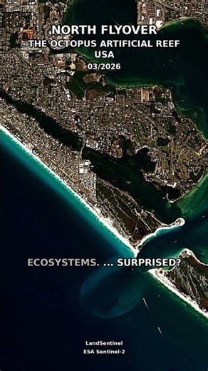 The Octopus Artificial Reef - Usa - 2026-03-04 #shorts